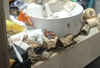 老鼠来了也得开导航！客住酒店两年房间变垃圾山、厕纸高过马桶