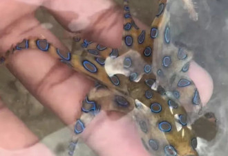 他徒手抓起“蓝色小章鱼”！竟是剧毒 可杀26人 网友惊：还活着吗