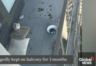 一猫被锁阳台强关3个月 32只猫装塑料箱弃门口