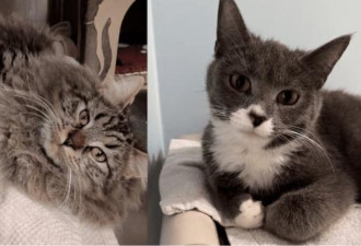 一猫被锁阳台强关3个月 32只猫装塑料箱弃门口