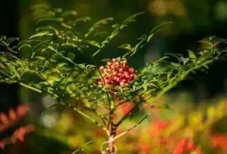 杭州大伯种的“有毒”植物被偷走五十多斤