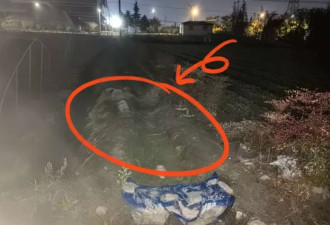 杭州大伯种的“有毒”植物被偷走五十多斤