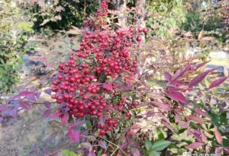 杭州大伯种的“有毒”植物被偷走五十多斤