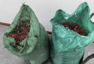 杭州大伯种的“有毒”植物被偷走五十多斤