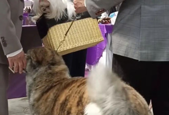 霍思燕瘦下来了！穿旗袍带西施犬夺冠，“葫芦身材”尽显东方优雅