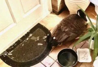 加拿大鹅漂洋过海到英国，撞破民宅玻璃门 吓坏女屋主