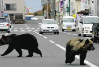 日本半年多捕杀近万头熊 焚烧厂直呼远超预期