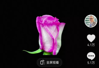农科院征集新品种月季名，网友二舅名字被投上“榜一”