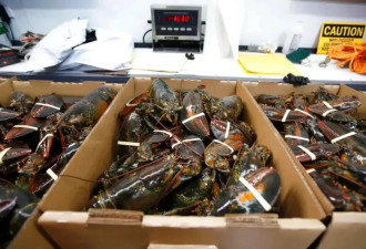 美国Costco 40万美元活龙虾遭盗！FBI出手了