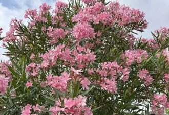 4种“霉运花”白给都不能要 很多人养了