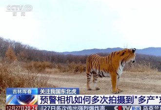 中国首记录一虎带五崽,东北虎为何如此“多产”？