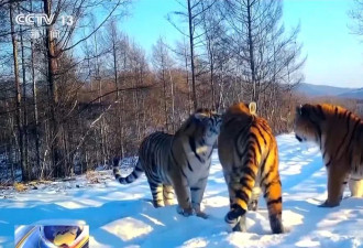 中国首记录一虎带五崽,东北虎为何如此“多产”？
