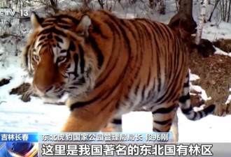 中国首记录一虎带五崽,东北虎为何如此“多产”？