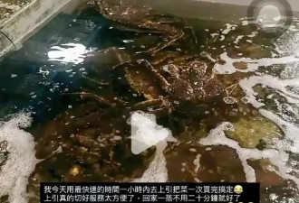 汪小菲飞台北陪孩子过圣诞，马筱梅挺孕肚开派对