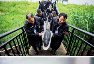 禁渔五年，长江变样了？