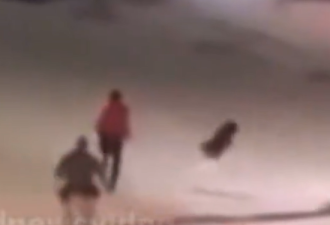 埃德蒙顿警犬忙里偷闲，扑倒罪犯前先在雪地里“热身”！