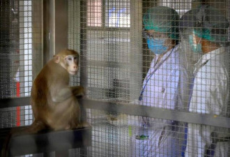 中国实验猴大涨45％、每只破10万 外媒惊爆原因