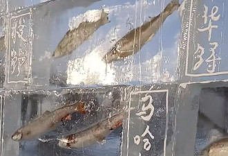 黑龙江景区现3米高“冰封鱼墙” 20余种江鱼成“冰琥珀”
