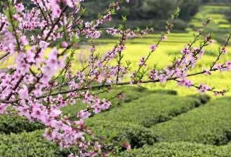 邻居熊孩子失踪 7年后我家藏獒去世 火化后掉出个小长命锁