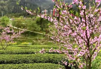 邻居熊孩子失踪 7年后我家藏獒去世 火化后掉出个小长命锁