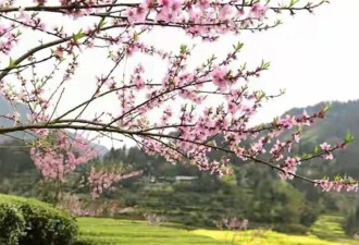 邻居熊孩子失踪 7年后我家藏獒去世 火化后掉出个小长命锁