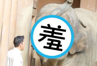 大象一见饲育员秒露幸福笑脸 网民融化