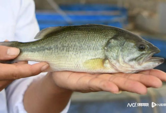 明知养殖黑鲈药检阳性还销售超35万元，佛山一夫妇被判刑