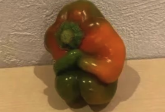 在荷兰居然被职场潜规则，绝了