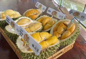 "榴梿界的爱马仕"：抢食中国千亿胃口的奢华水果