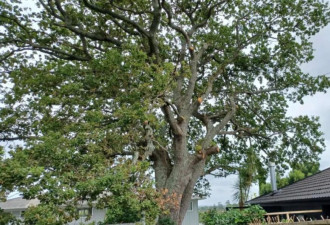 邻居树枝伸过来就砍？奥克兰妈妈被罚1.6万纽币！