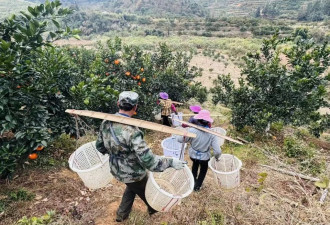 货车司机涌入水果直销：“一车果子赌一条出路”