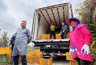 货车司机涌入水果直销：“一车果子赌一条出路”