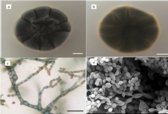 能吃核辐射的黑色生物，正在入侵最强无人禁区