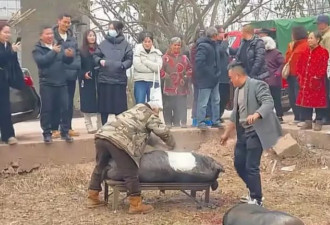 呆呆大火后收益曝光，直播三天税后450万