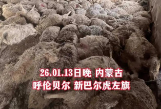 牧民自曝200多只羊因狼群夜袭死亡 多为怀孕母羊