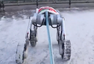 雪橇犬失业了 中国机器狗上班拉雪橇