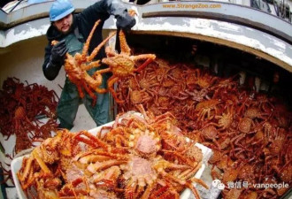 原来加拿大有这么多好吃的都是世界顶级品质，可以吹NB了！