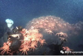 原来加拿大有这么多好吃的都是世界顶级品质，可以吹NB了！