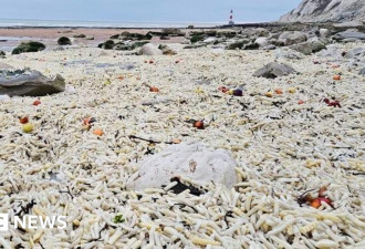 成千上万袋薯条被冲上英国海岸 就像“黄金沙滩”