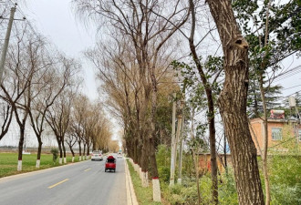 教师骑车上班途中“撞树枝”身亡 镇政府被判赔76万