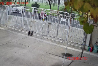 教师骑车上班途中“撞树枝”身亡 镇政府被判赔76万