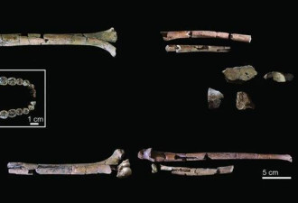 史上最完整！200万年前“能人”骨骸出土