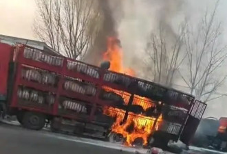 满载活猪的大卡车突发大火 目击者：猪被烧得直叫唤