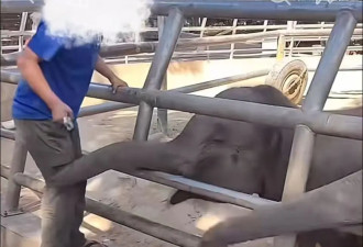 西双版纳野生动物园员工用金属锁殴打小象 园方回应
