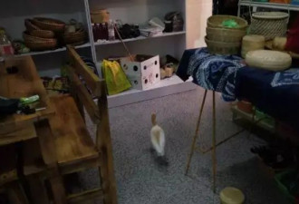 李亚鹏的反转，还有后续