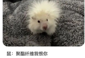 “穷人的貂”2000一件，让多少人破防了？