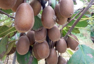 中国1水果大量杀进越南 价格跳水创新低