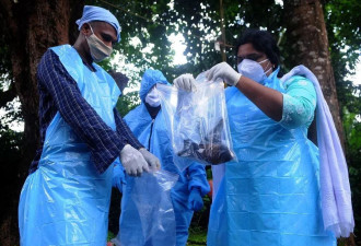 尼帕病毒疫情：暂无药可治 致死率可达75% 百人隔离