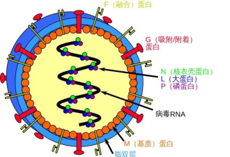 印度现尼帕病毒疫情 专家:不是新敌人 无需恐慌