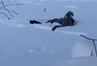 雪豹伤人真相曝光:不是偶遇是送命!航拍图还原...